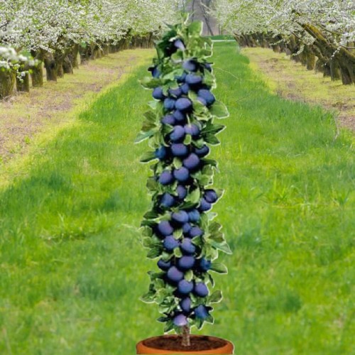 Śliwa kolumnowa Imperial® sadzonka C35