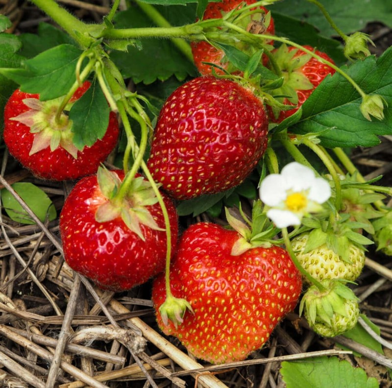 Truskawka Red Dream Truskawka + Malina Sadzonka (2).jpg