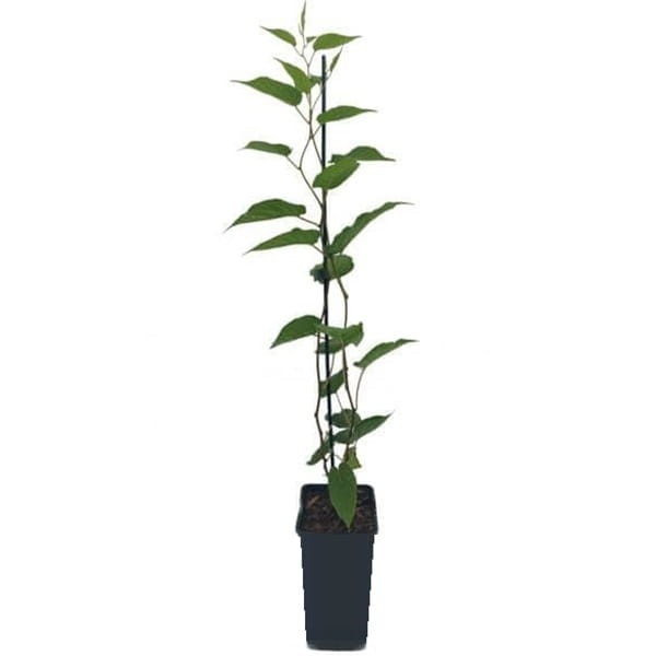 Mini Kiwi DR SZYMANOWSKI ⚥ (Aktinidia pstrolistna) Sadzonka C1.jpg