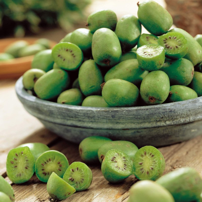Mini Kiwi DR SZYMANOWSKI ⚥ (Aktinidia pstrolistna) Sadzonka C1 (3).jpg