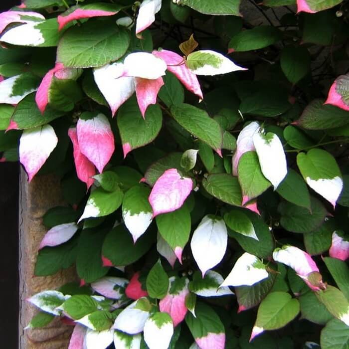 Mini Kiwi DR SZYMANOWSKI ⚥ (Aktinidia pstrolistna) 3-letnia Sadzonka C2 (2).jpg