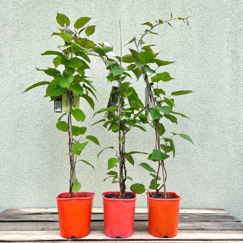 Mini Kiwi DR SZYMANOWSKI ⚥ (Aktinidia pstrolistna) 3-letnia Sadzonka C2 (4).jpg