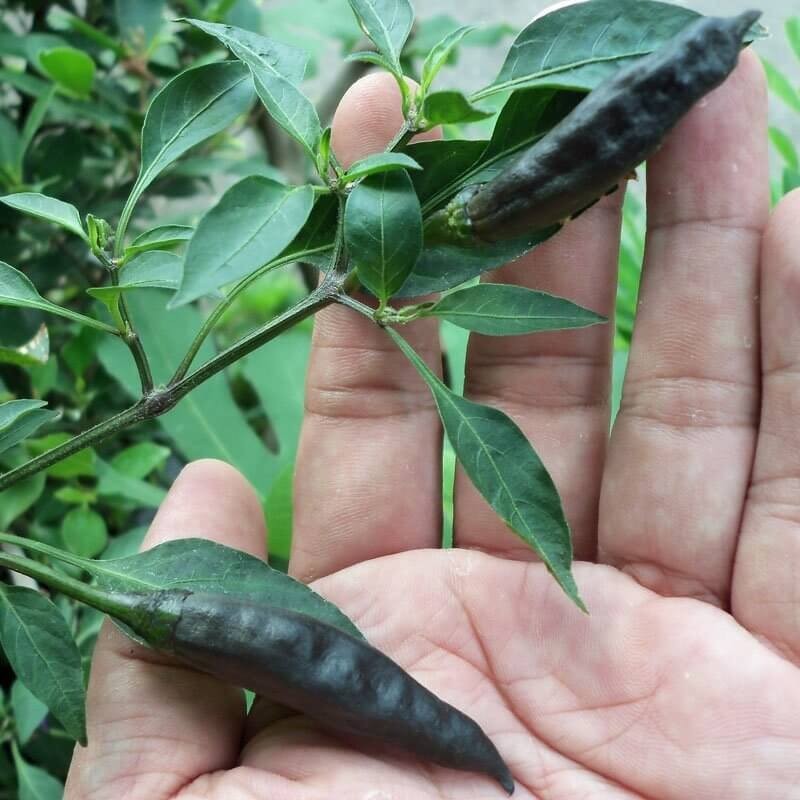 Papryka czarna Ostra Pasilla Bajio Chilli nasiona (5).jpg