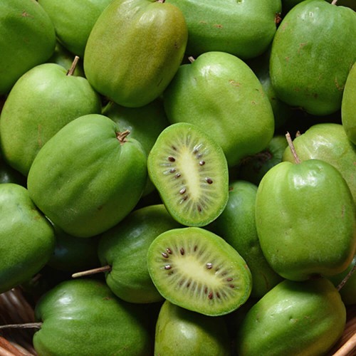 Mini Kiwi CHANG BAI GIANT♀ 3 letnia sadzonka C2 60-80cm