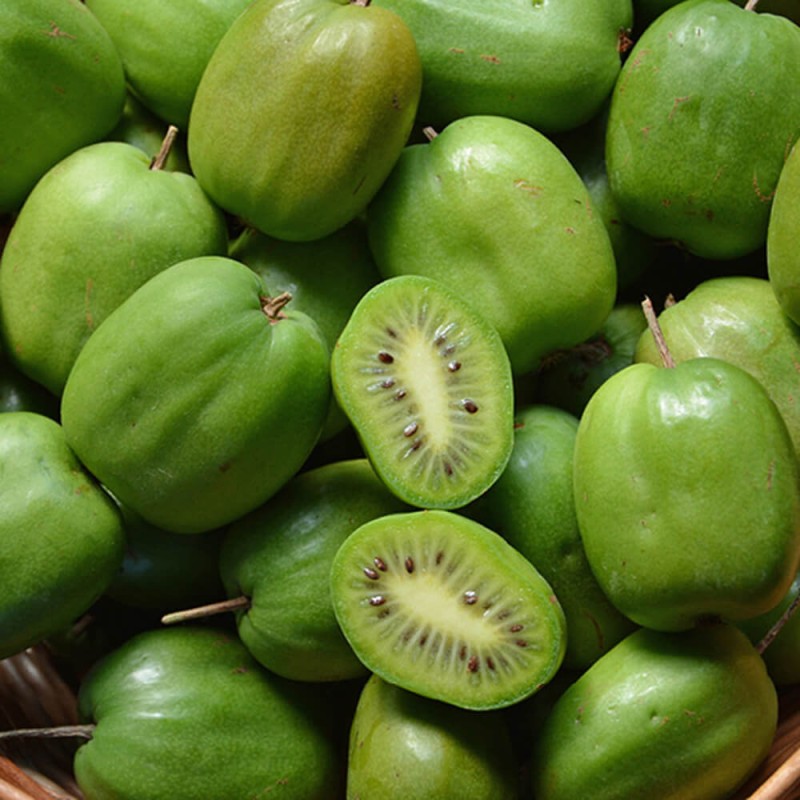 Mini Kiwi CHANG BAI GIANT♀ Wielkie owoce ! (Aktinidia Ostrolistna) 3letnia Sadzonka C2 60-80cm (1).jpg
