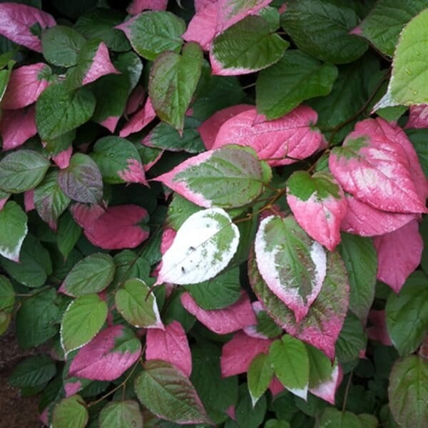 Mini Kiwi ADAM ♂ (Aktinidia pstrolistna) Sadzonka C2 (1).jpg