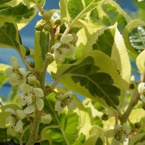 Mini Kiwi HOKEY POKEY® 3 letnia sadzonka C2 60-80cm