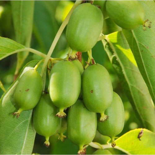Mini Kiwi ISSAI ⚥ sadzonka C2