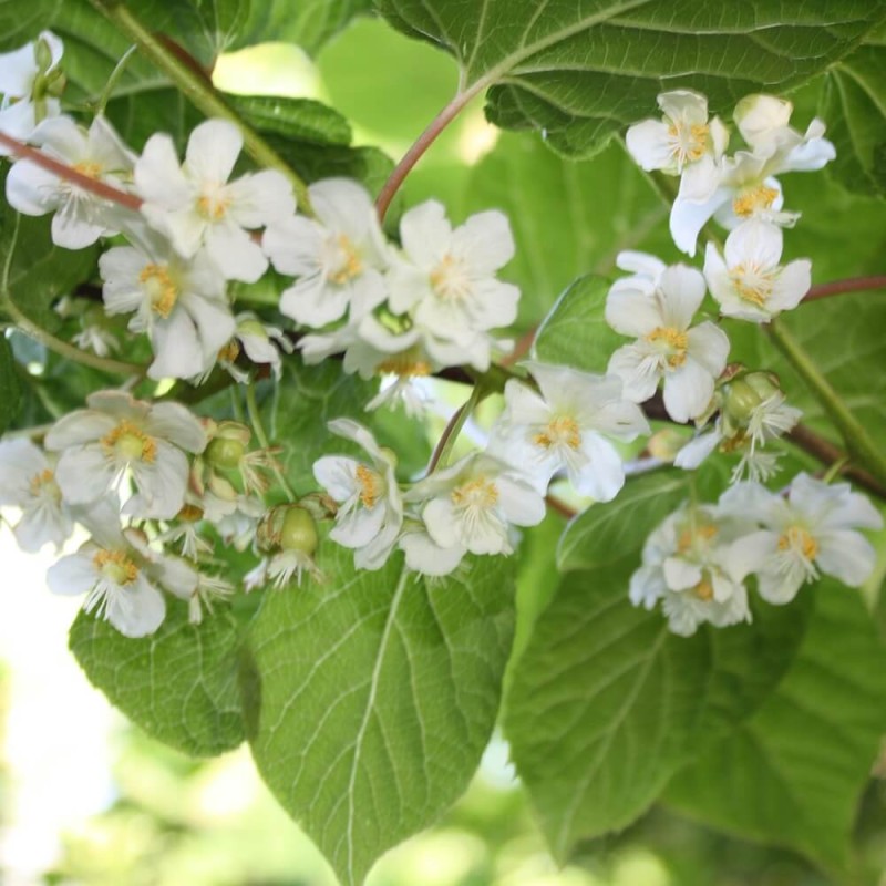 Mini Kiwi ISSAI ⚥ (Aktinidia ostrolistna) Sadzonka C2 (3).jpg