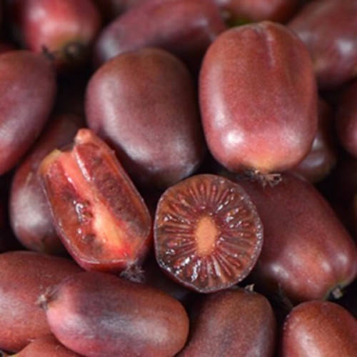 Mini Kiwi SCARLET SEPTEMBER KIWI ® Mirzan ♀ 3 letnia sadzonka C2 60-80cm