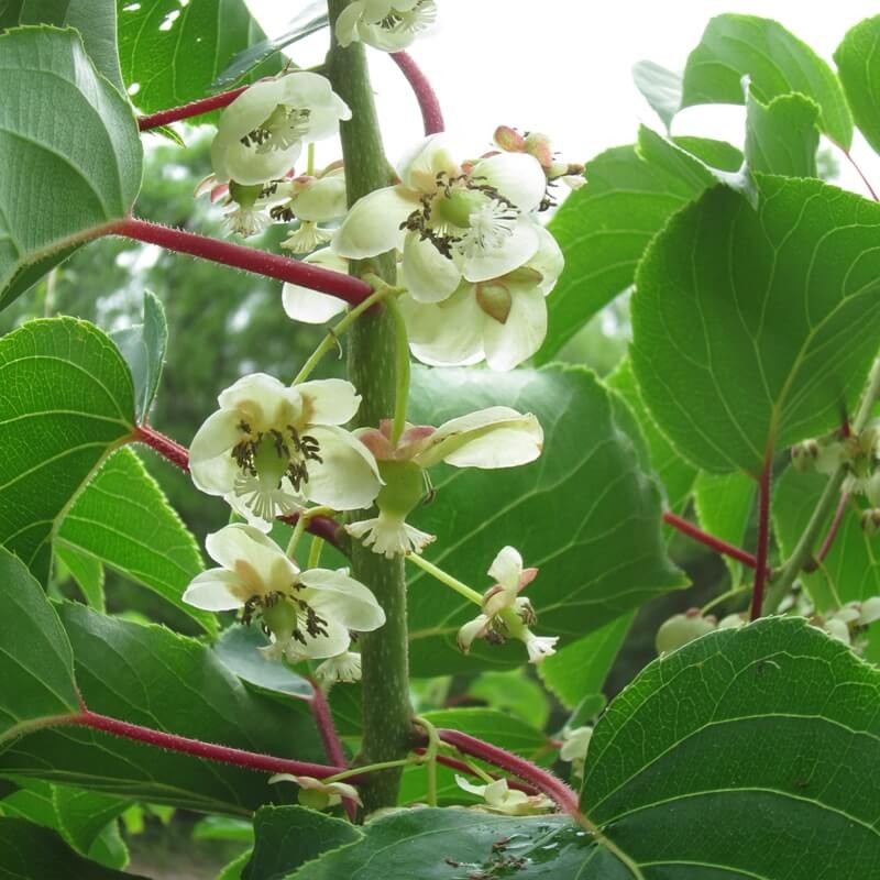 Mini Kiwi SCARLET SEPTEMBER KIWI ® 'Mirzan' ♀ (Aktinidia Ostrolistna) 3letnia Sadzonka C2 60-80cm (2).jpg