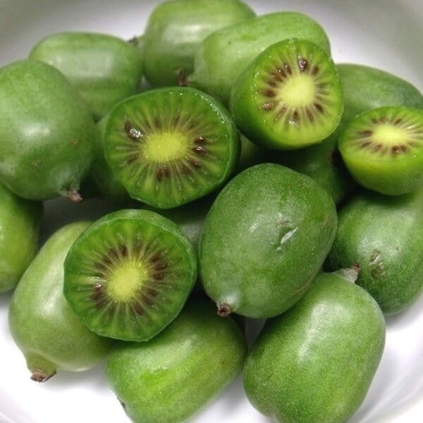 Mini Kiwi SENTYABRASKAYA ♀ (Aktinidia pstrolistna) 3letnia Sadzonka C2 60-80cm (4).jpg