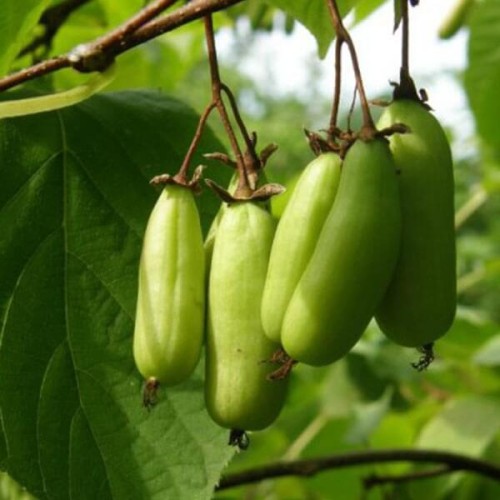 Mini Kiwi VITAKOLA PBR ♀ 3 letnia sadzonka C2 60-80cm