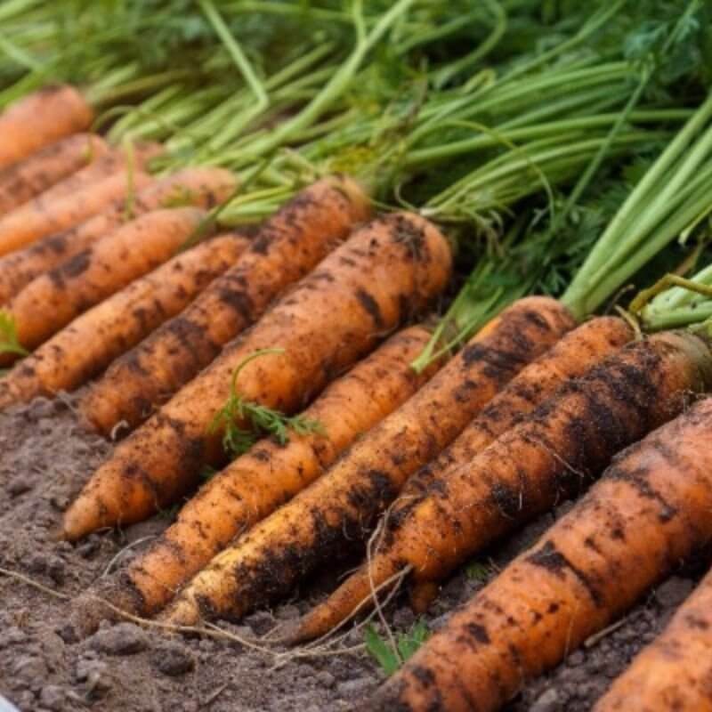 Marchew Karotka Pychotka Wesoły ogródek nasiona (3).jpg