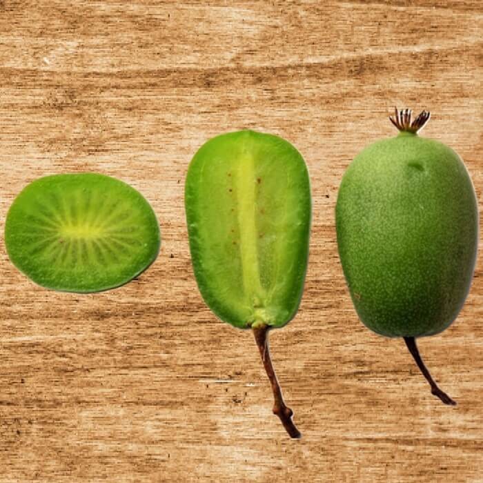 Mini Kiwi VITIKIWI® bezpestkowa ♀ (Aktinidia Ostrolistna) 3letnia Sadzonka C2 60-80cm (2).jpg