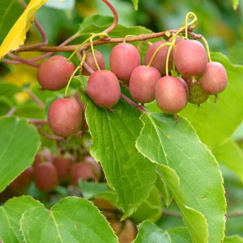 Mini Kiwi WEIKI ♀ żeńska sadzonka C1/C2