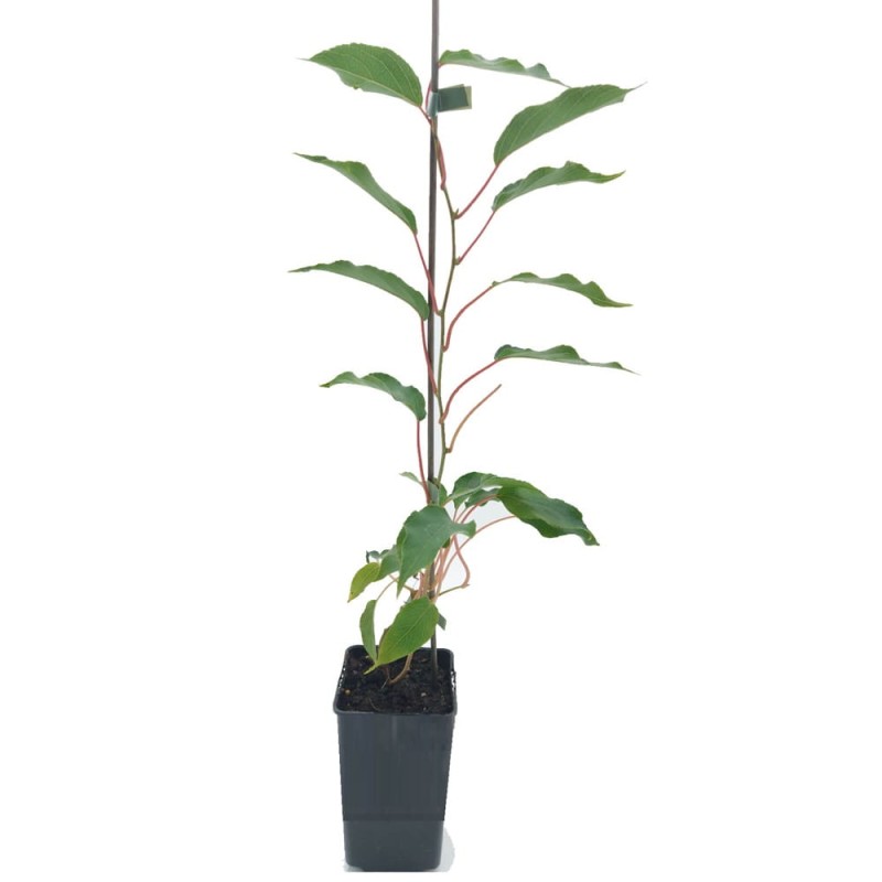 Mini Kiwi WEIKI ♂ zapylacz (Aktinidia ostrolistna) Sadzonka C1C2 (2).jpg