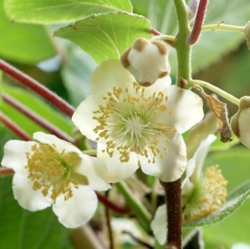 Mini Kiwi WEIKI ♂ zapylacz sadzonka C1/C2