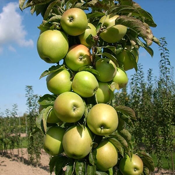 Mini Jabłoń 'Garden Delicious' (Malus) Sadzonka (2).jpg