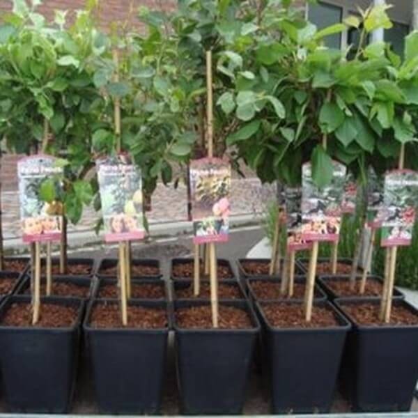 Mini Jabłoń 'Garden Delicious' (Malus) Sadzonka (3).jpg