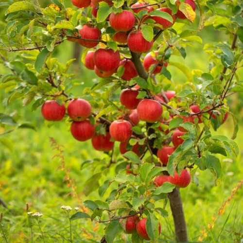 Mini Jabłoń Delegrina sadzonka na pniu C2