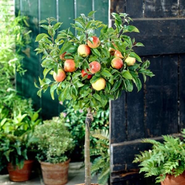 Mini Jabłoń 'Corquella' (Malus) Sadzonka C3,5 (1).jpg