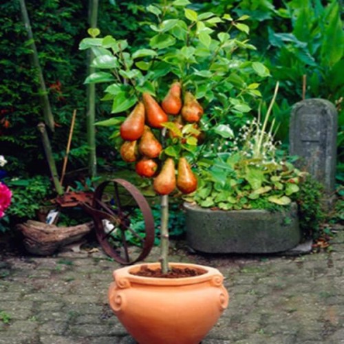 Mini Grusza Garden Red sadzonka