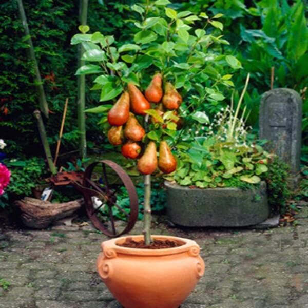 Mini Grusza 'Garden Red' (Pyrus) Sadzonka (2).jpg