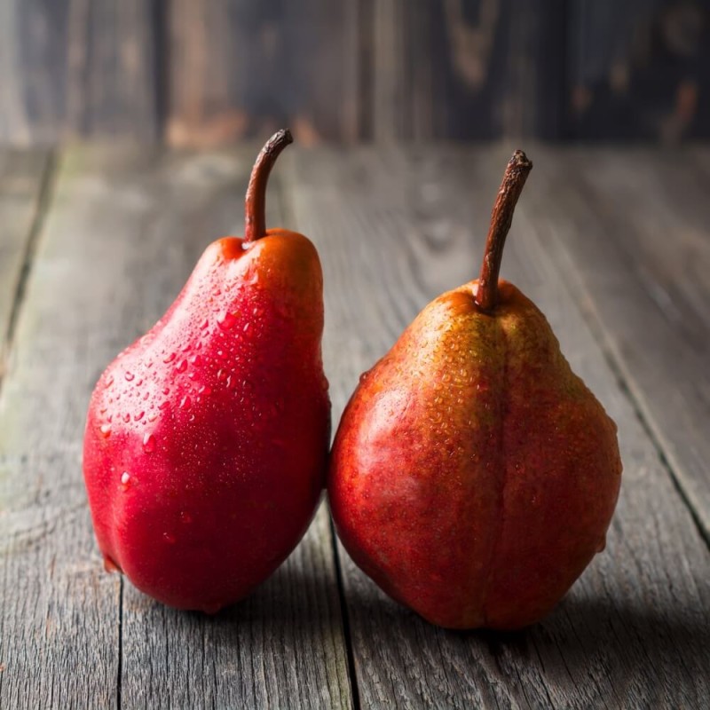 Mini Grusza 'Garden Red' (Pyrus) Sadzonka.jpg