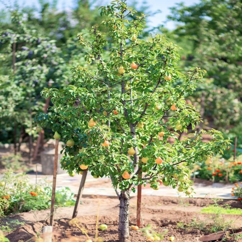 Mini Grusza 'Garden Pearl' (Pyrus) Sadzonka C3,5 (3).jpg