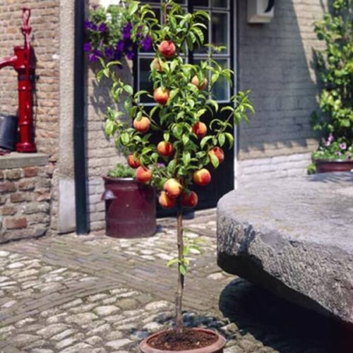 Mini Brzoskwinia sadzonka C6