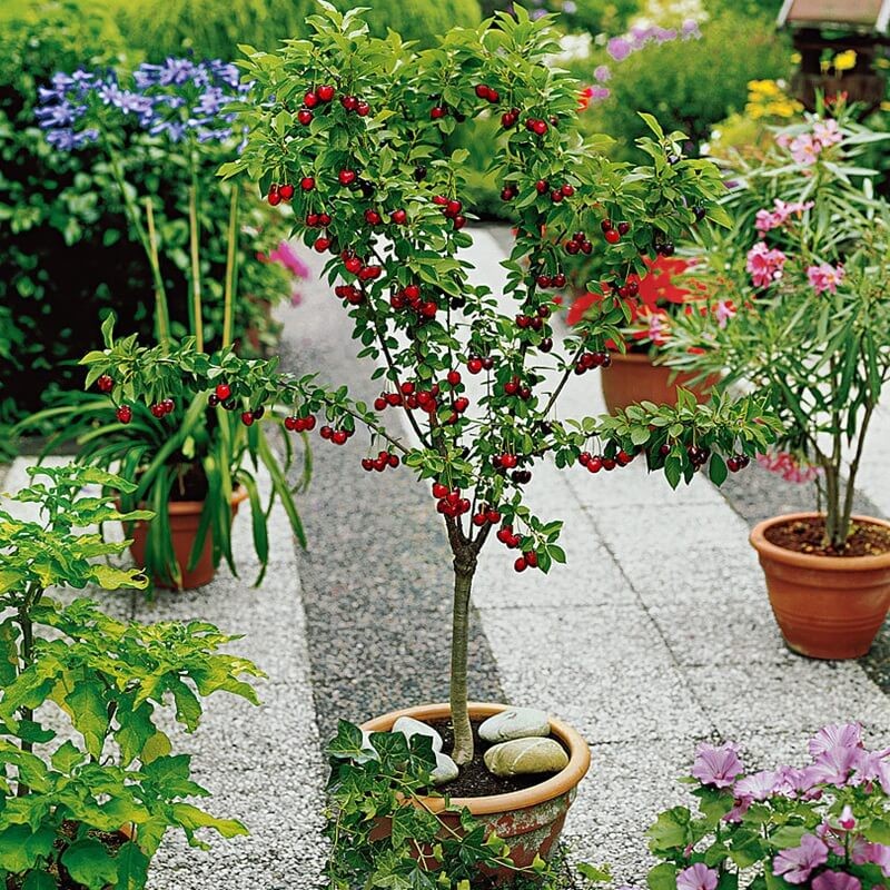 Mini Czereśnia (Prunus avium) Sadzonka C6 (2).jpg