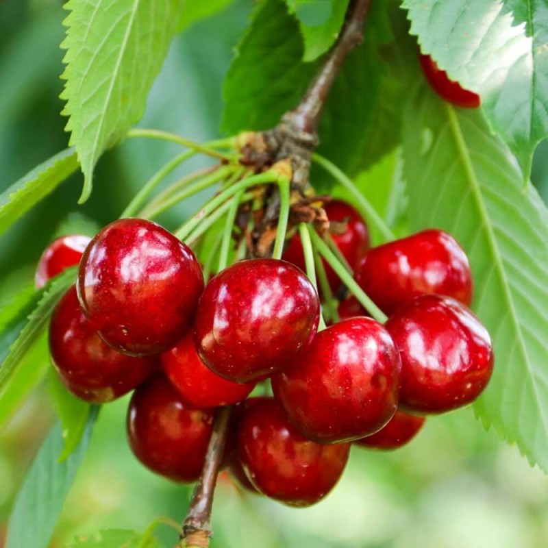 Mini Czereśnia (Prunus avium) Sadzonka C6.jpg