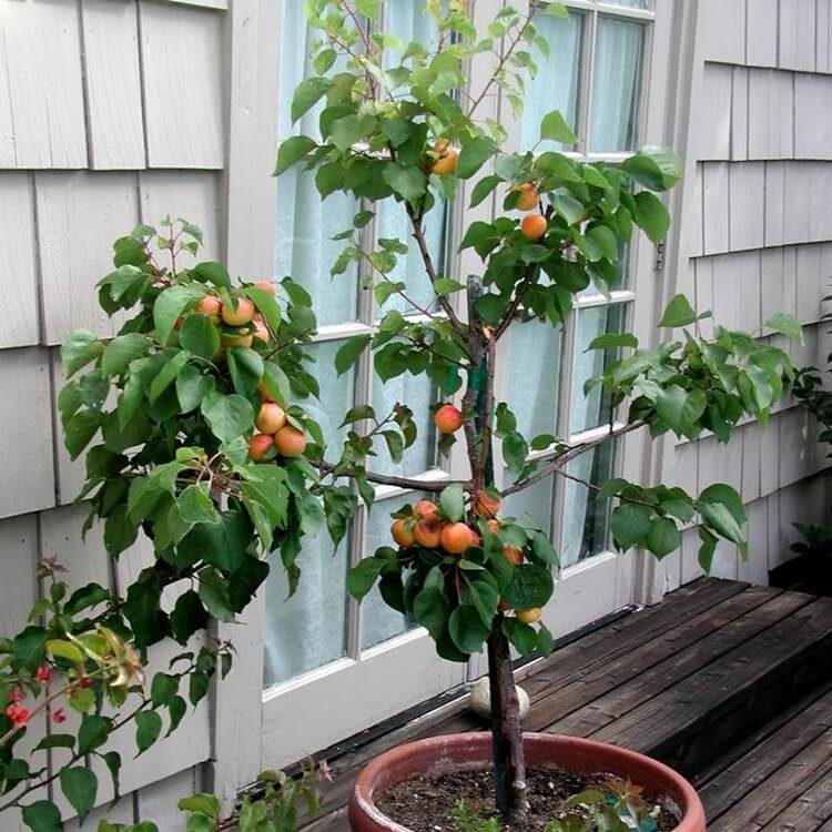 Mini Morela (Prunus armeniaca) Sadzonka C6 (2).jpg