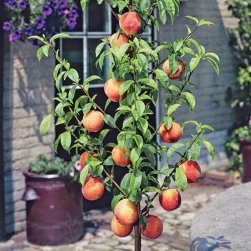 Mini Nektarynka sadzonka C6