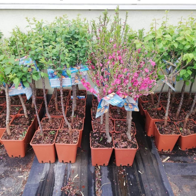 Mini Nektarynka (prunus persica var. n.) Sadzonka C6 (3).jpg