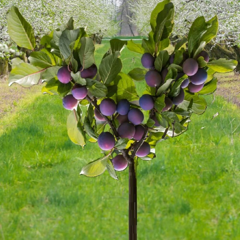 Mini Śliwa (Prunus) Sadzonka C6 (1).jpg