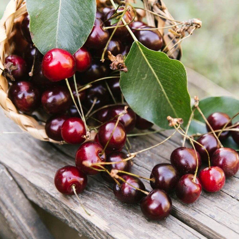 Mini Wiśnia (Prunus) Sadzonka C6 (2).jpg