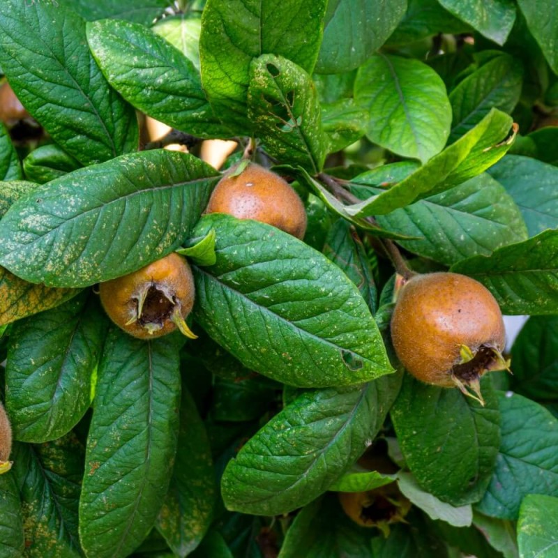 Nieszpułka Jadalna (Mespilus germanica) Sadzonka C1 (1).jpg