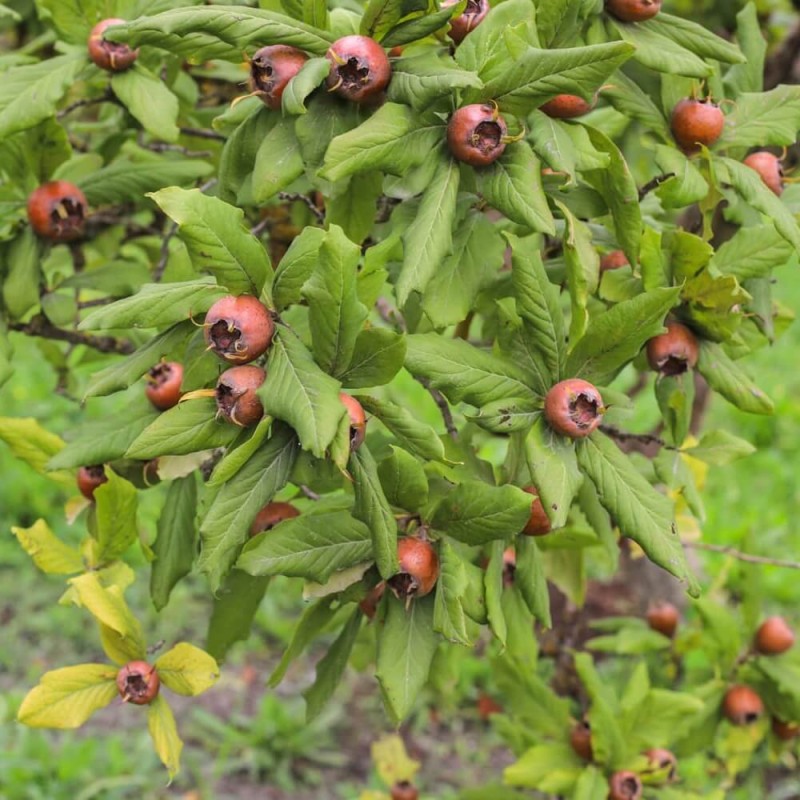 Nieszpułka Jadalna (Mespilus germanica) Sadzonka C1 (4).jpg