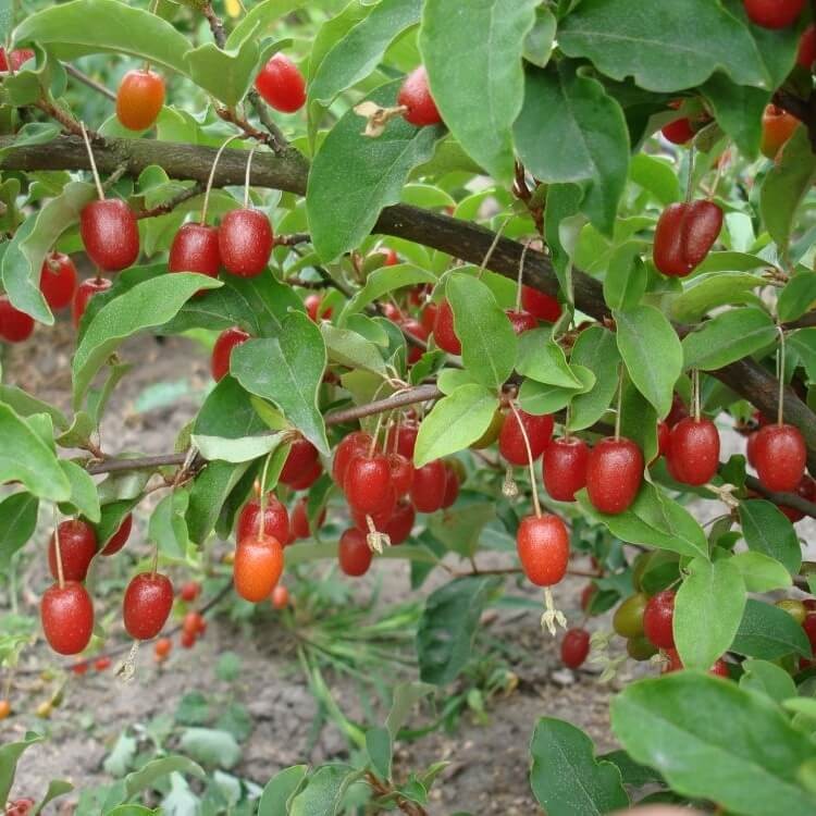 Oliwnik Wielokwiatowy Jagody Gumi (Elaeagnus multiflora) Sadzonka C2 (4).jpg