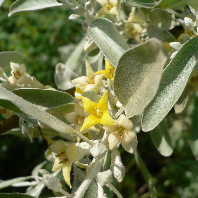 Oliwnik Wielokwiatowy Jagody Gumi (Elaeagnus multiflora) Sadzonka C2 (1).jpg