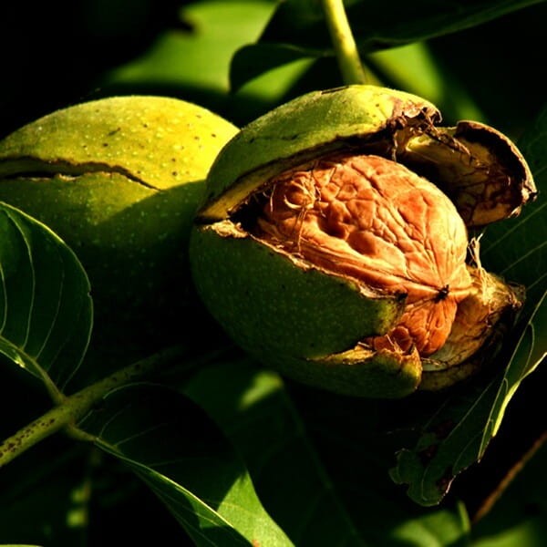 Orzech Włoski (Juglans regia) Sadzonka C1 (1).jpg