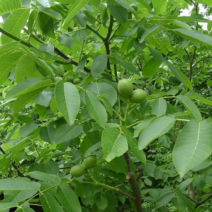 Orzech Włoski (Juglans regia) Sadzonka C1 (2).jpg