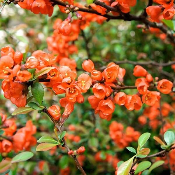 Pigwowiec Japoński Cido (Chaenomeles japonica) Doniczkowana Sadzonka C1 (1).jpeg