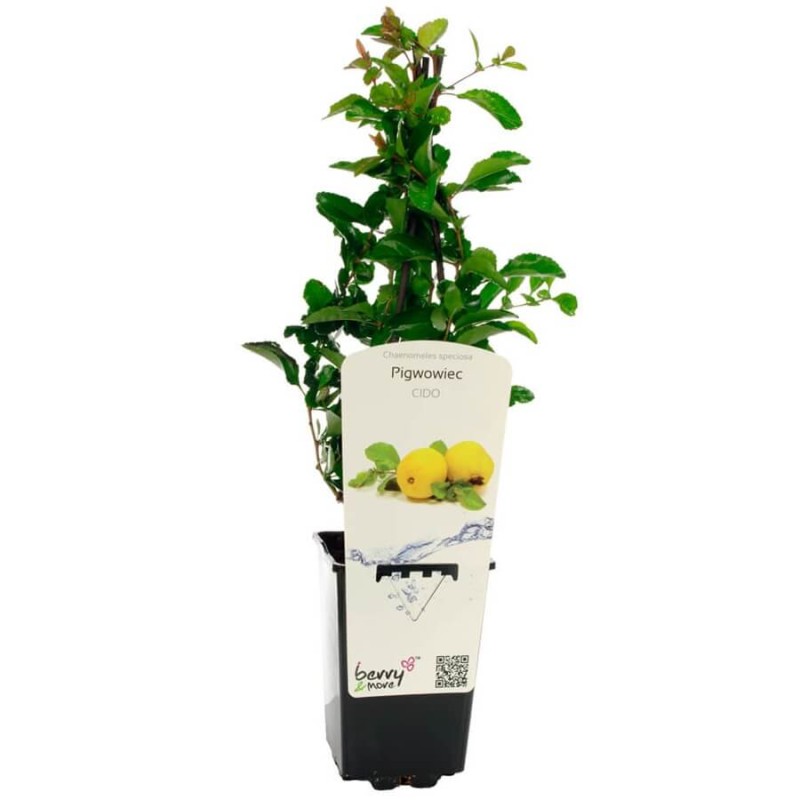 Pigwowiec Japoński Cido (Chaenomeles japonica) Doniczkowana Sadzonka C1 (1).jpg