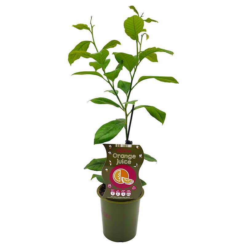 Pomarańcza Chińska Orange Juice (Citrus sinensis) Sadzonka P12 (1).jpg