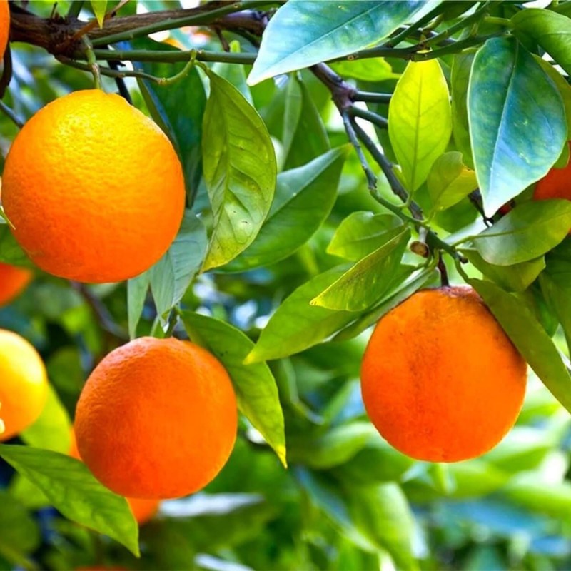 Pomarańcza Chińska Orange Juice (Citrus sinensis) Sadzonka P12 (3).jpg