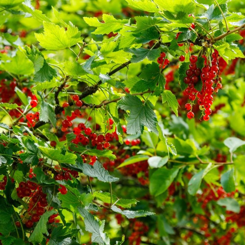 Porzeczka czerwona ROVADA krzaczasta (Ribes rubrum) Doniczkowana Sadzonka C1 (1).jpg