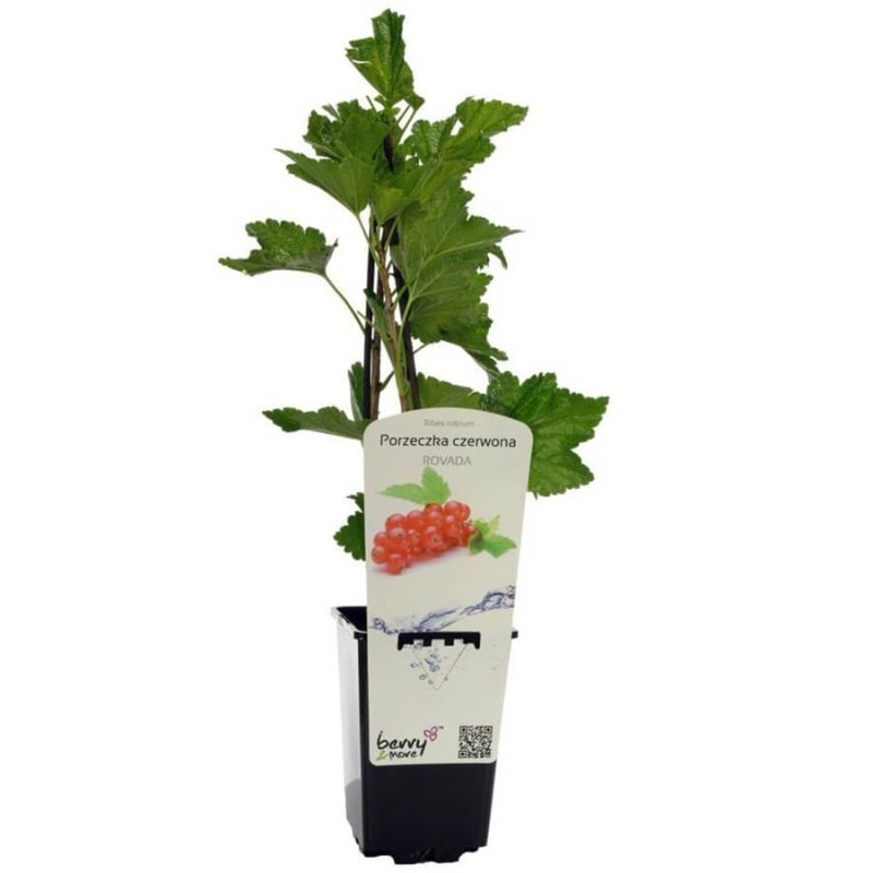 Porzeczka czerwona ROVADA krzaczasta (Ribes rubrum) Doniczkowana Sadzonka C1.jpg